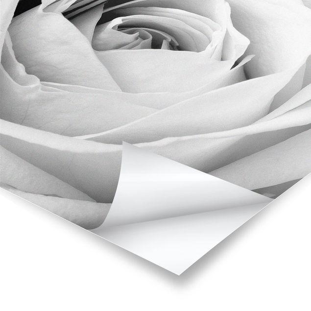 Poster - Close Up Rose
