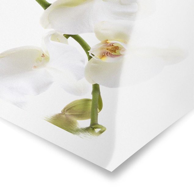 Poster - White Orchid Waters