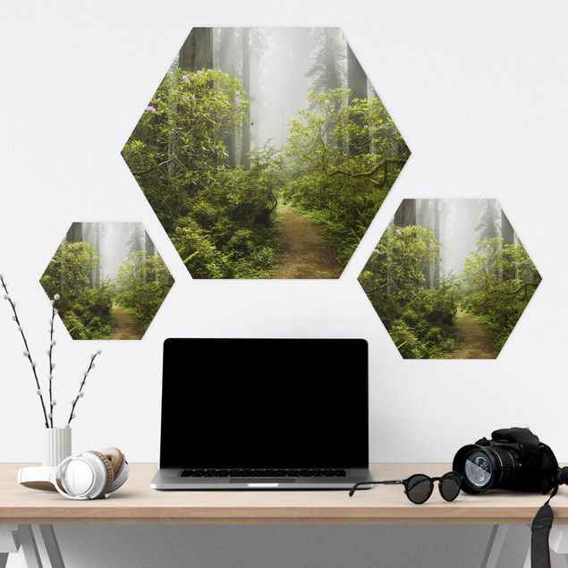 Forex hexagon - Misty Forest Path