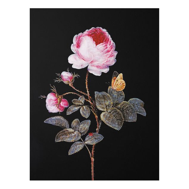 Print on forex - Barbara Regina Dietzsch - The Hundred-Petalled Rose