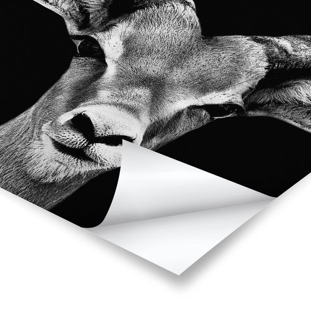 Poster animals - Impala antelope black and white