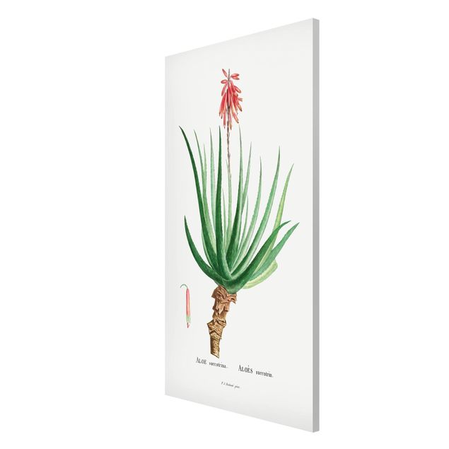 Magnetic memo board - Botany Vintage Illustration Aloe Pink Blossom