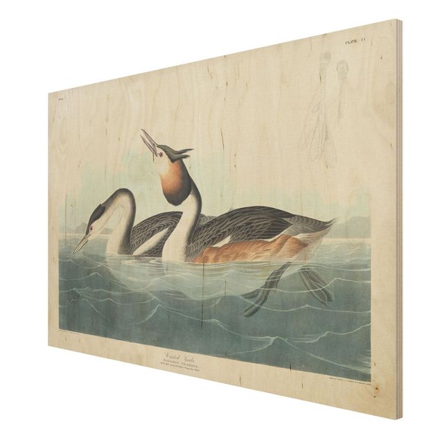 Print on wood - Vintage Board Grebes