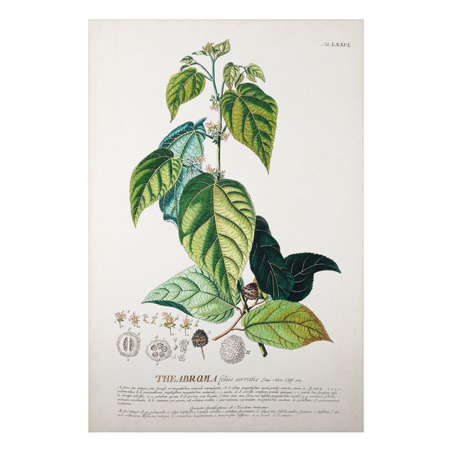 Print on aluminium - Vintage Botanical Illustration Cocoa
