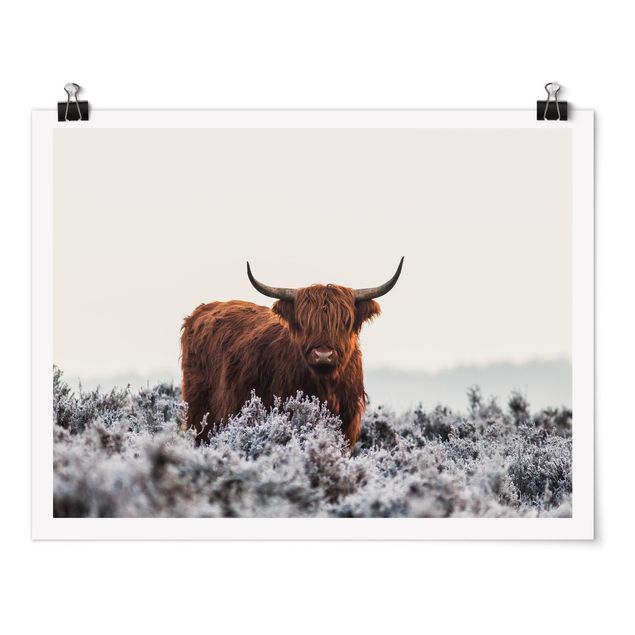 Poster - Bison In The Highlands