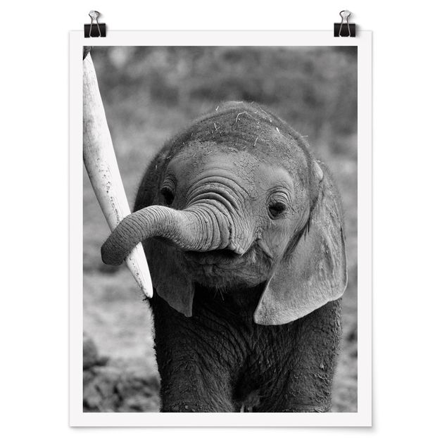 Poster animals - Baby Elephant