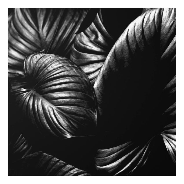 Splashback - Black And White Botany Hosta - Square 1:1