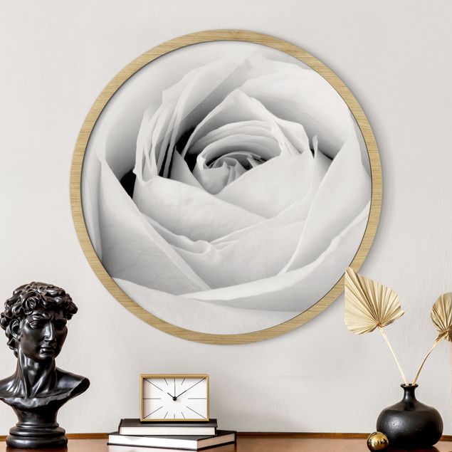 Framed prints round Close Up Rose