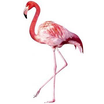 Window sticker - Pink Flamingo
