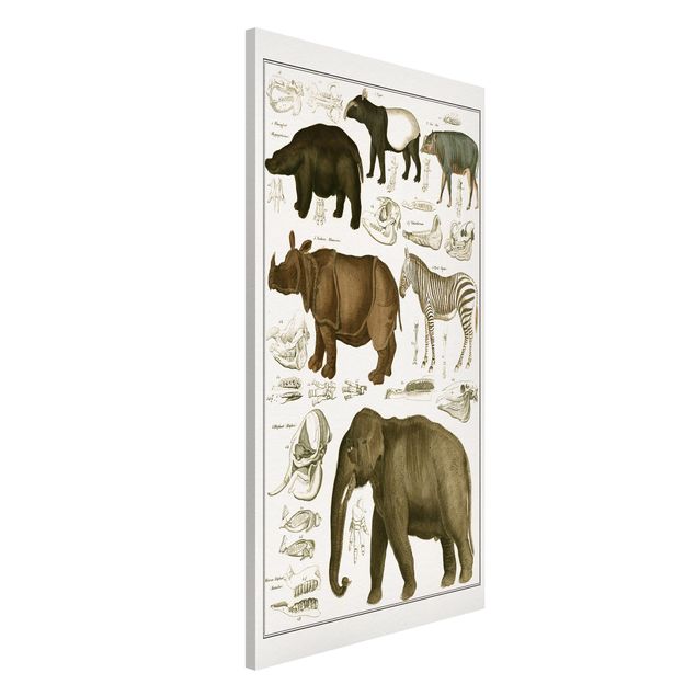 Magnetic memo board - Vintage Board Elephant, Zebra And Rhino