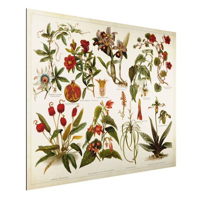 Alu dibond Vintage Board Tropical Botany II