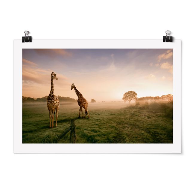 Poster - Surreal Giraffes