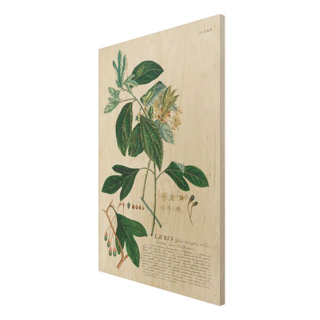 Print on wood - Vintage Botanical Illustration Laurel