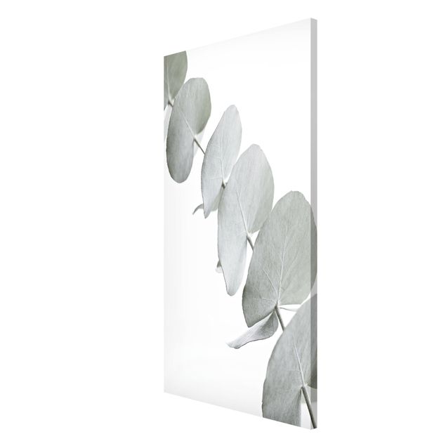 Magnetic memo board - Eucalyptus Branch In White Light