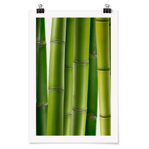 Poster forest - Bamboo Plants
