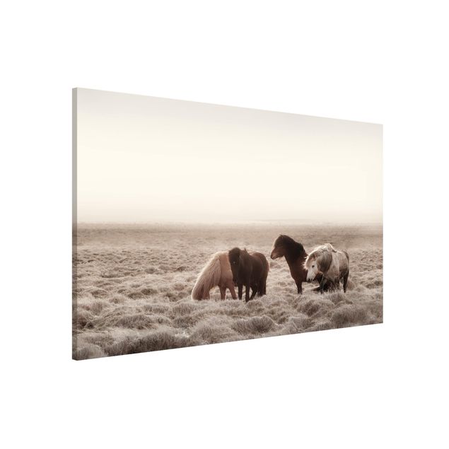 Magnetic memo board - Wild Icelandic Horse