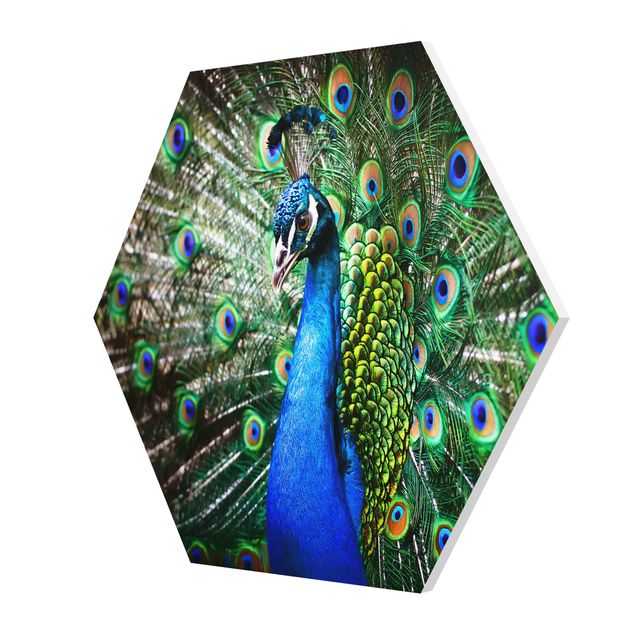 Forex hexagon - Noble Peacock