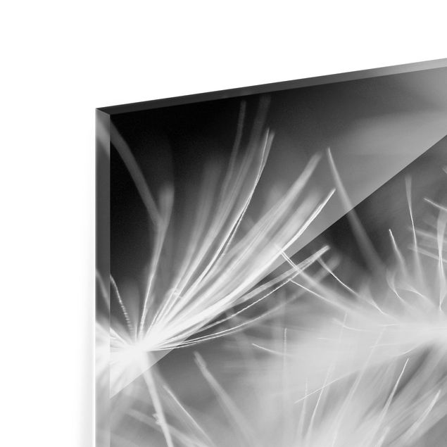 Splashback - Moving Dandelions Close Up On Black Background