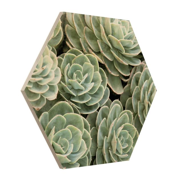 Wooden hexagon - Green Succulents