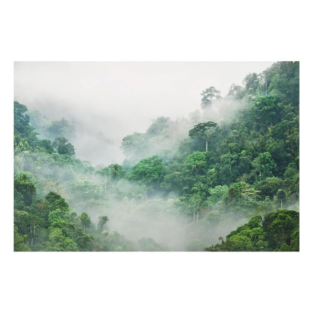Splashback - Jungle In The Fog