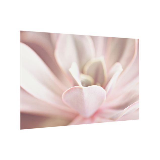 Splashback - Light Pink Succulent Flower - Landscape format 3:2
