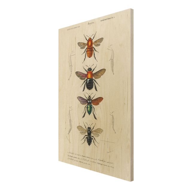 Print on wood - Vintage Board Insects