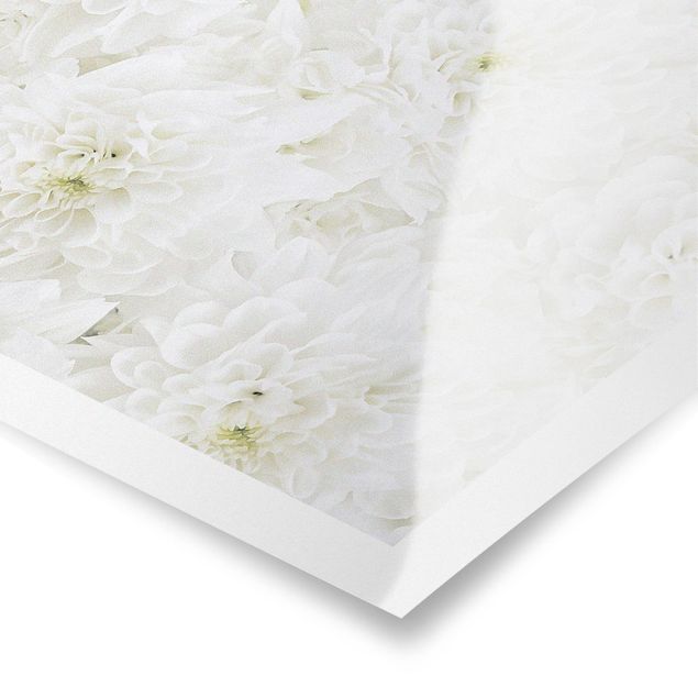 Poster - Dahlias Sea Of Flowers White