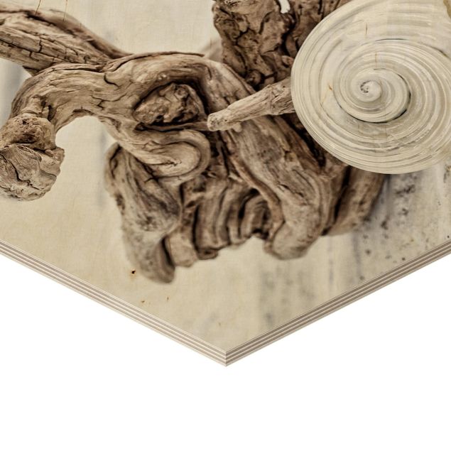 Hexagon Picture Wood - White Snail Shell And Burl