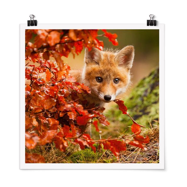 Poster - Fox In Autumn