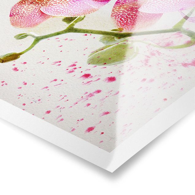 Poster flowers - Watercolour Flowers Orchids