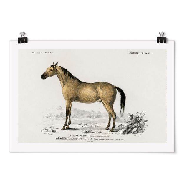 Poster - Vintage Board Horse