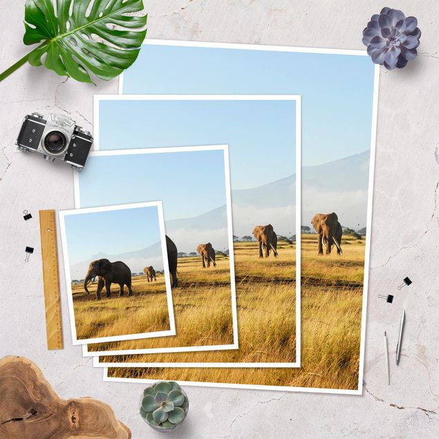 Poster animals - Elephants In Front Of The Kilimanjaro In Kenya