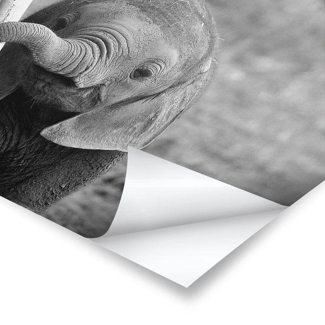 Poster - Baby Elephant
