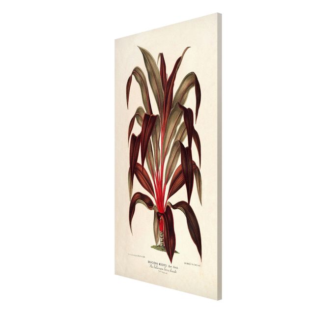 Magnetic memo board - Botany Vintage Illustration Of Dragon Tree