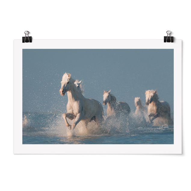 Poster - Herd Of White Horses