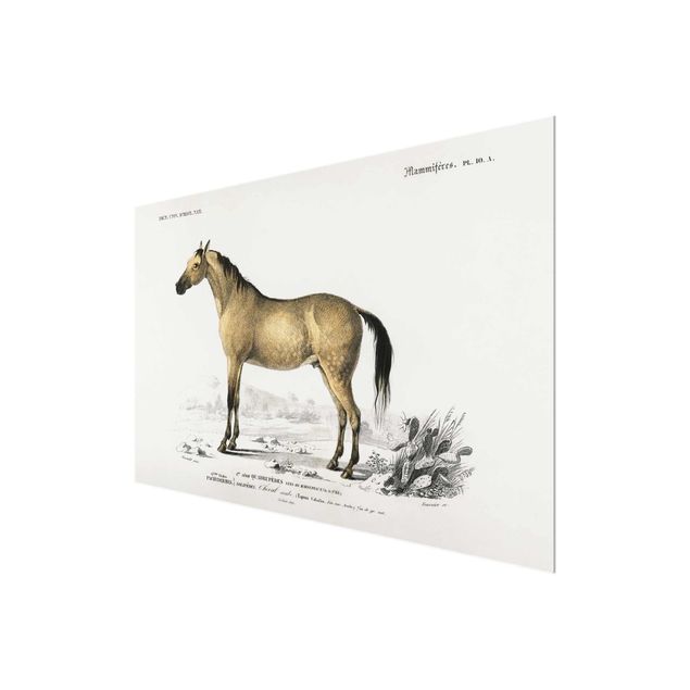 Glass print - Vintage Board Horse
