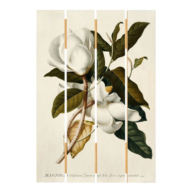 Print on wood - Georg Dionysius Ehret - Magnolia