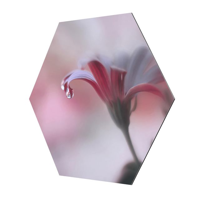 Alu-Dibond hexagon - Invisible Touch