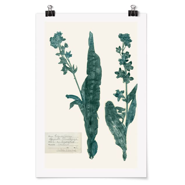 Poster flowers - Pressed Flowers - Hound's Tongue
