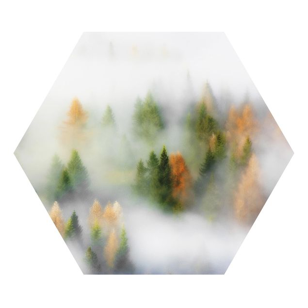 Forex hexagon - Cloud Forest In Autumn