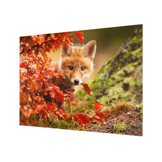 Glass Splashback - Fox In Autumn - Landscape 3:4