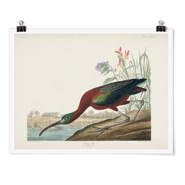 Poster - Vintage Board Brown Ibis