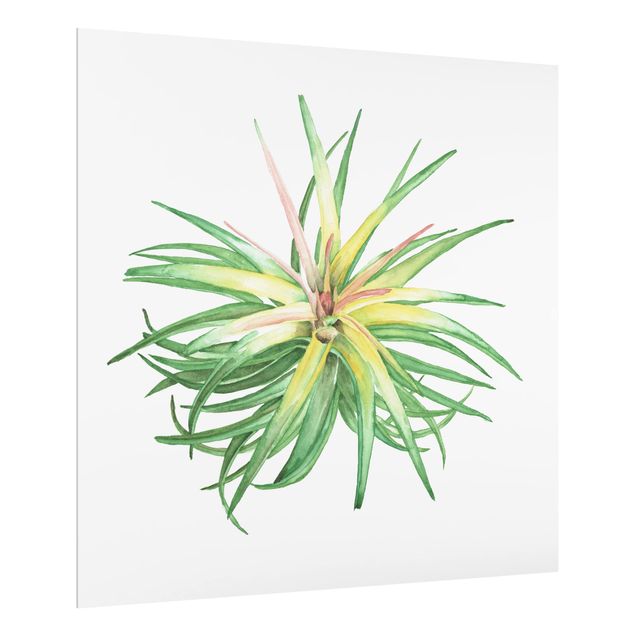 Glass Splashback - Air Plant Watercolor III - Square 1:1