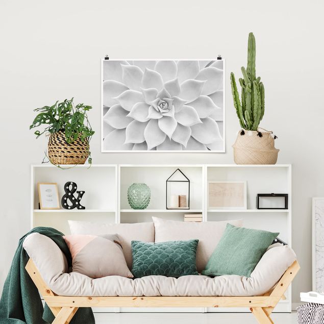 Poster - Cactus Succulent