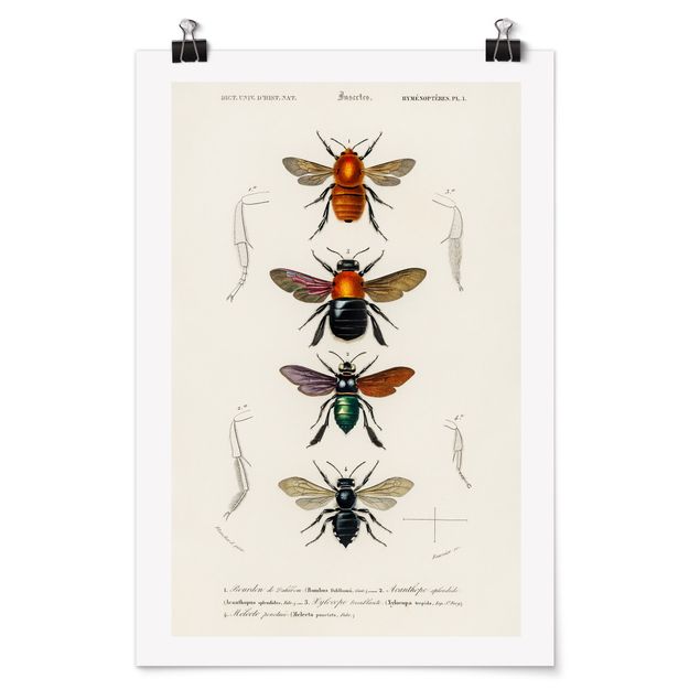 Poster - Vintage Board Insects
