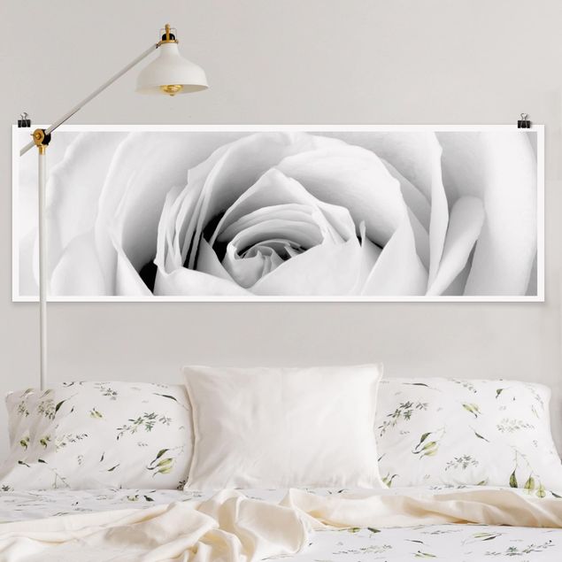 Panoramic poster flowers - Close Up Rose