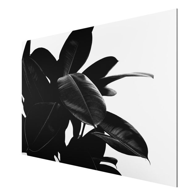 Alu-Dibond print - Rubber Tree Black And White