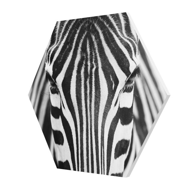 Forex hexagon - Zebra Look