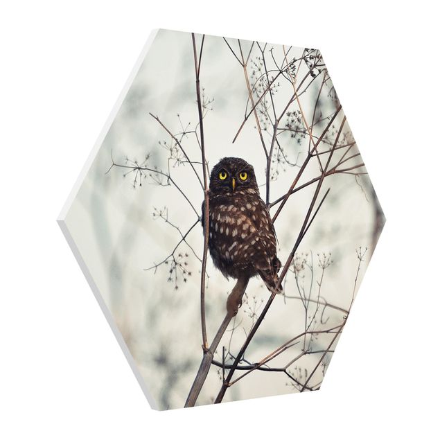 Forex hexagon - Owl In The Winter