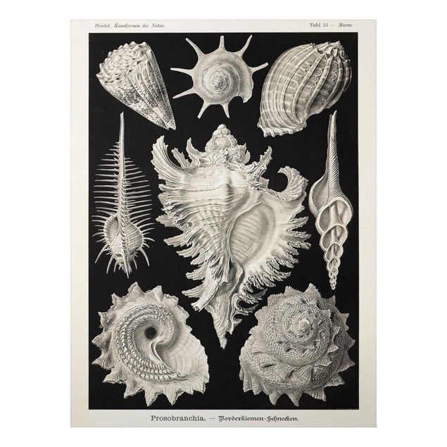 Print on aluminium - Vintage Board Mussels I